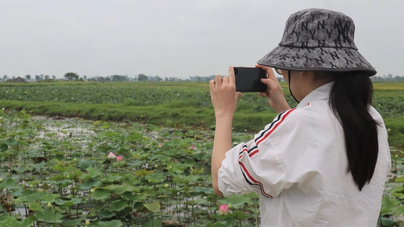 [ภาพ] ดอกบัวบานในบ้านเกิดประธานาธิบดีโฮจิมินห์ เดือนพฤษภาคม ภาพที่ 10