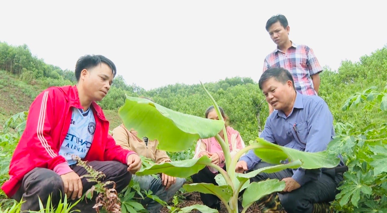 Giấc mơ thoát nghèo của người dân vùng cao Quảng Ngãi ảnh 5