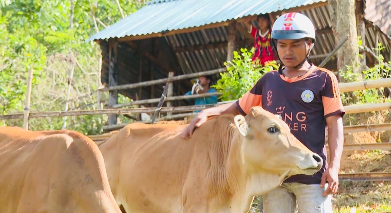 Giấc mơ thoát nghèo của người dân vùng cao Quảng Ngãi ảnh 1