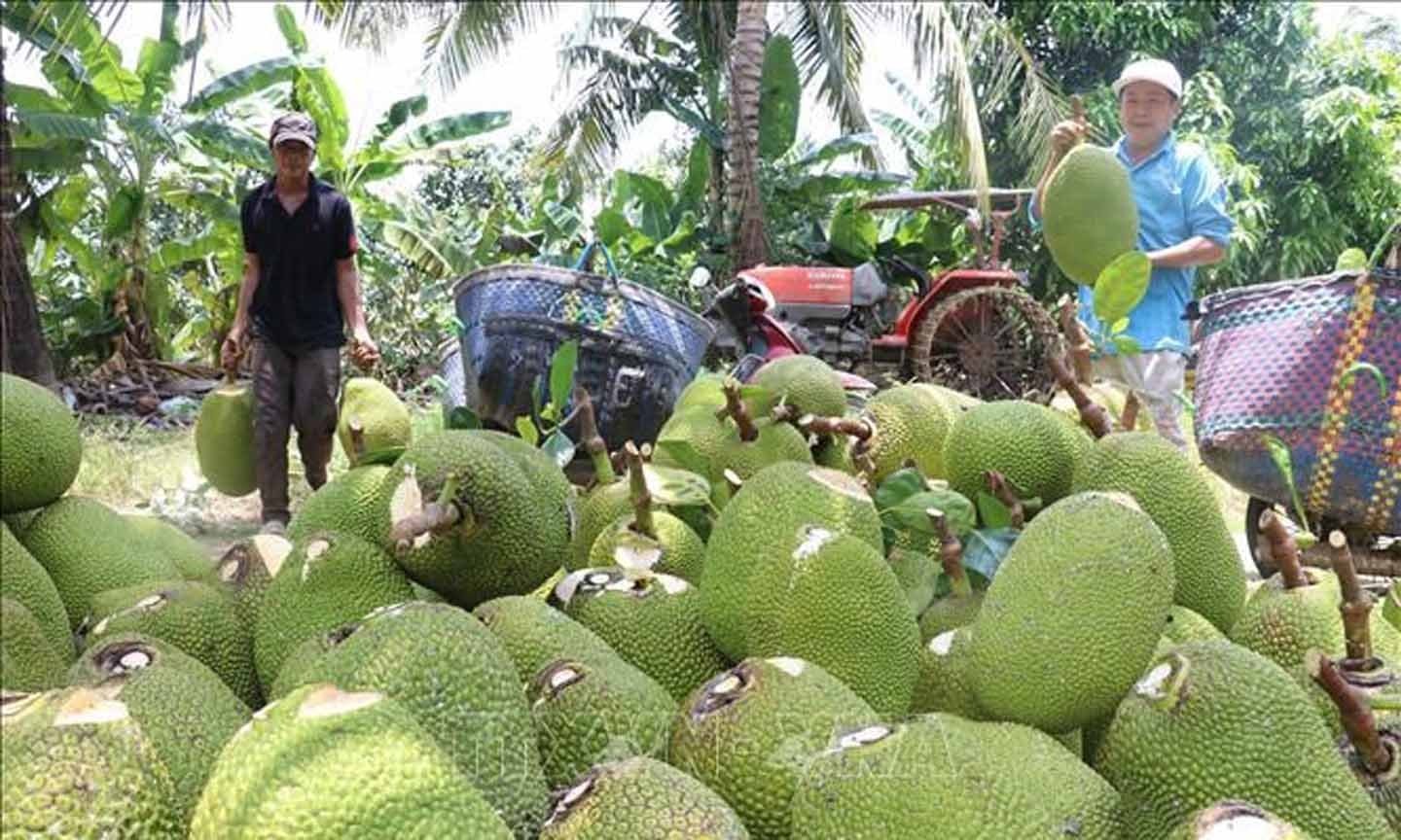 Giá mít Thái nửa đầu tháng 52025 Thị trường trầm lắng giá giảm mạnh
