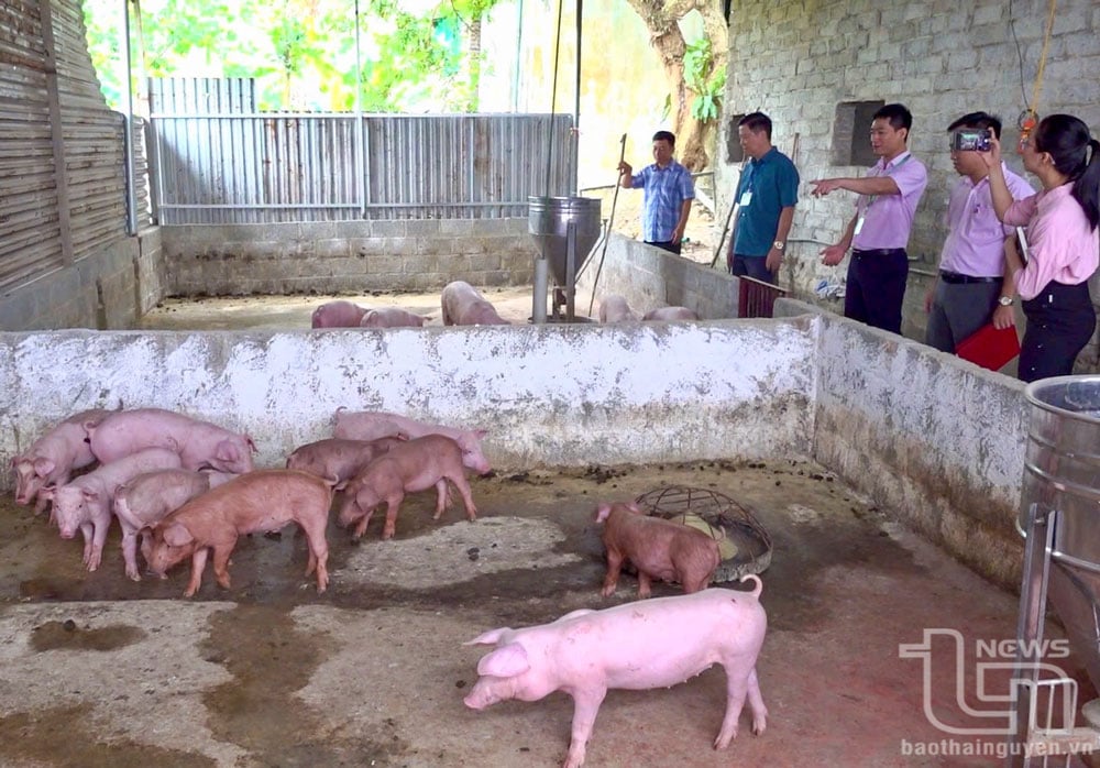 Đoàn kiểm tra thăm mô hình chăn nuôi lợn của một hộ được vay vốn hỗ trợ việc làm ở xã Bình Sơn (TP. Sông Công).