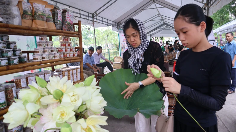 [ภาพ] ดอกบัวบานในบ้านเกิดประธานาธิบดีโฮจิมินห์ เดือนพฤษภาคม ภาพที่ 7