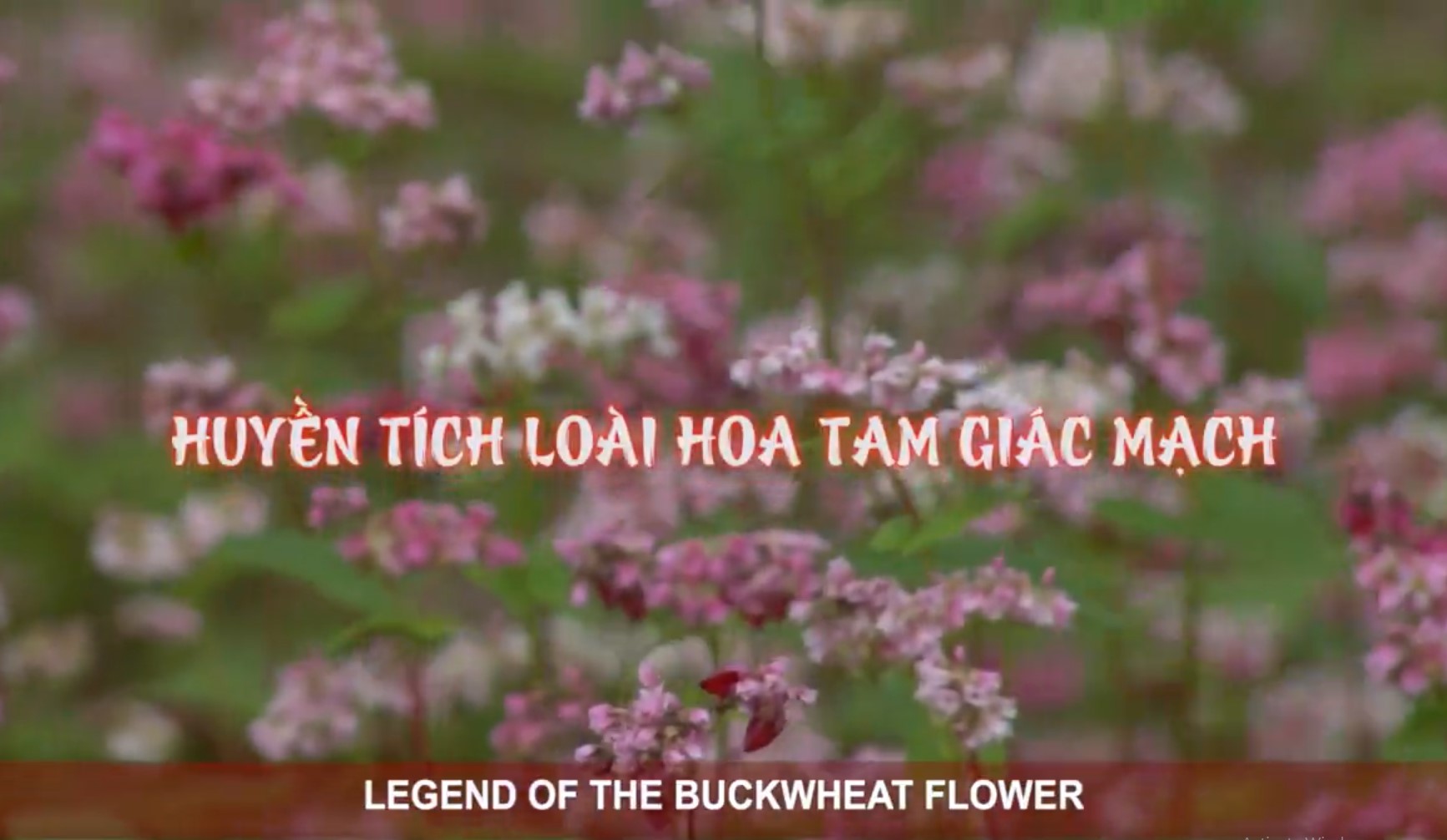 ផ្កា Buckwheat - រឿងព្រេងនៃផ្កា Buckwheat