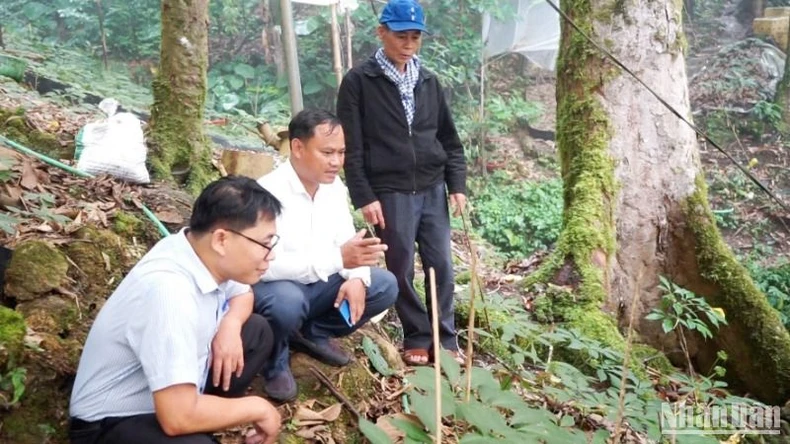 Tri thức dân gian về sâm Ngọc Linh Quảng Nam được đưa vào Danh mục di sản văn hóa phi vật thể quốc gia ảnh 6