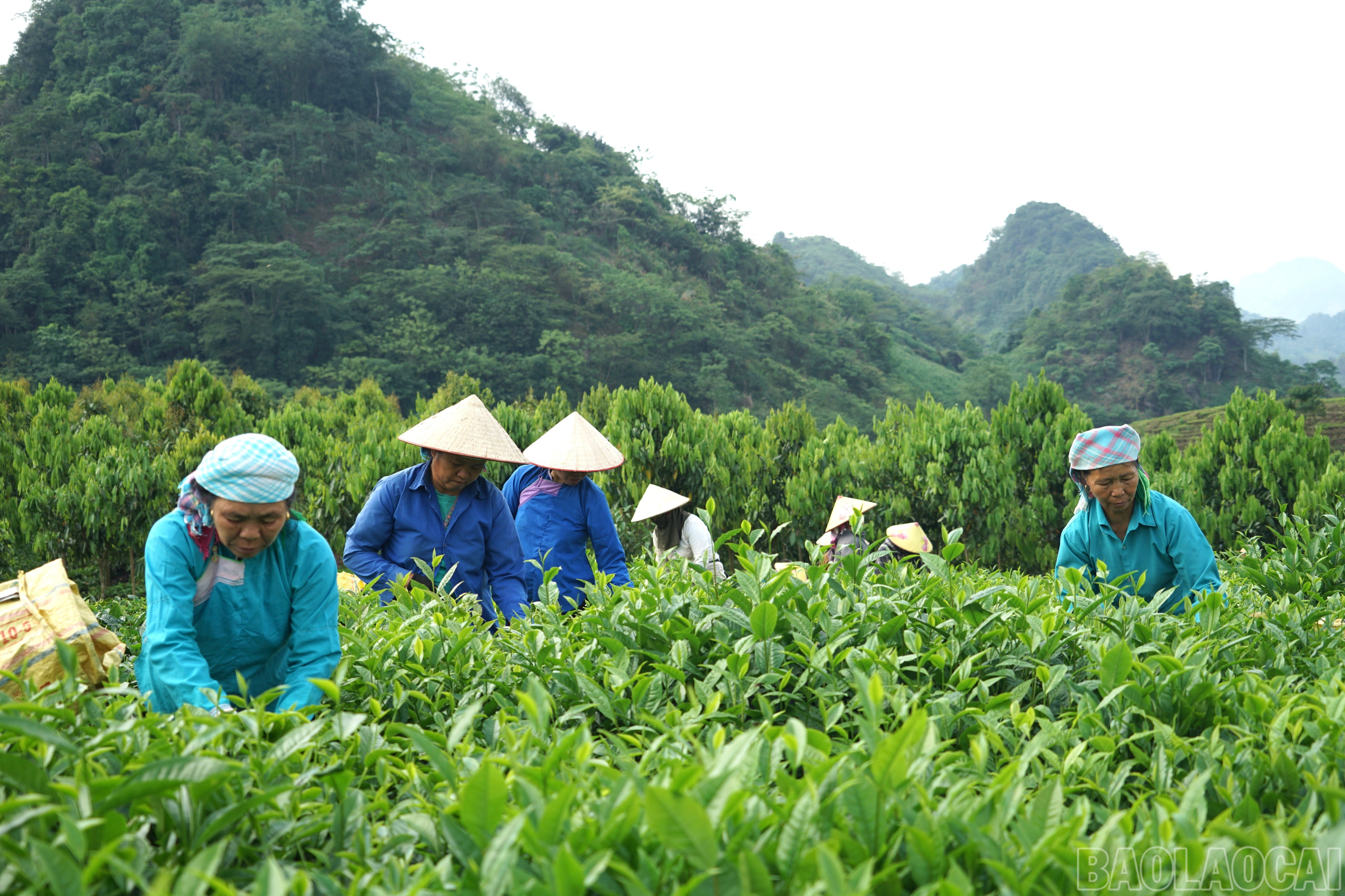 baolaocai-br_img-8339.jpg