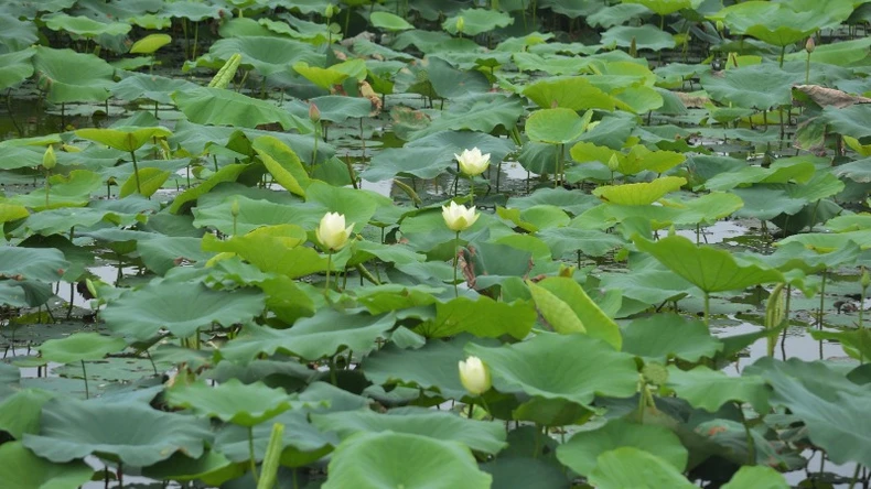 [ภาพ] ดอกบัวบานในบ้านเกิดประธานาธิบดีโฮจิมินห์ เดือนพฤษภาคม ภาพที่ 5