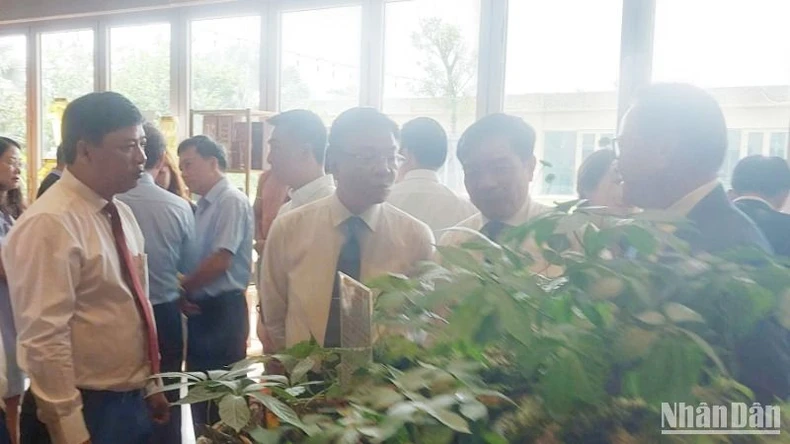 Tri thức dân gian về sâm Ngọc Linh Quảng Nam được đưa vào Danh mục di sản văn hóa phi vật thể quốc gia ảnh 2