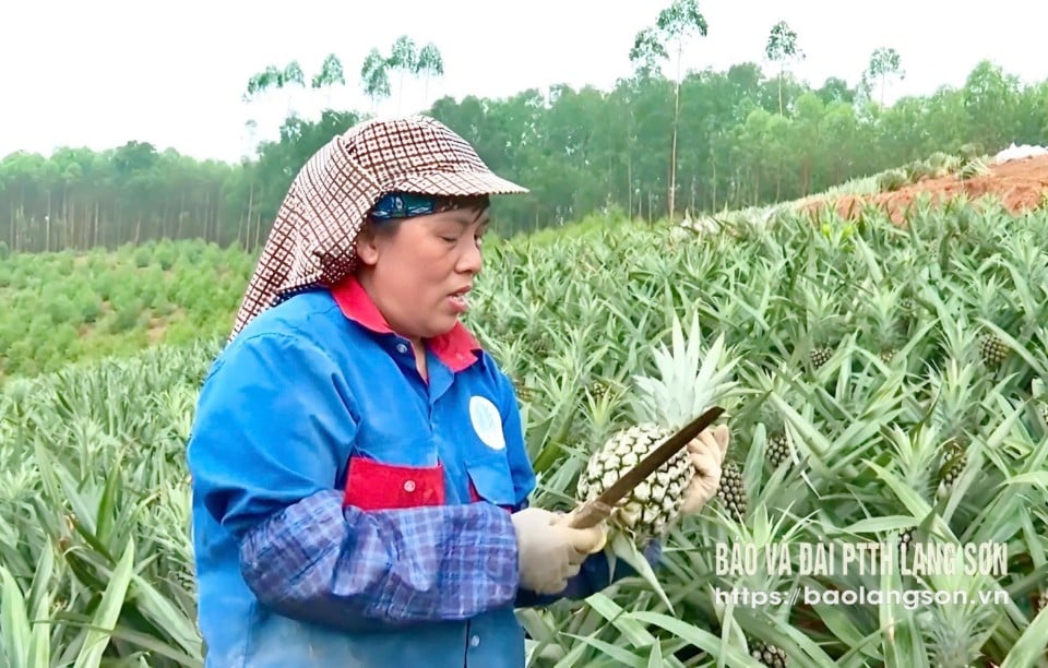 Người dân xã Minh Sơn, huyện Hữu Lũng thu hoạch dứa