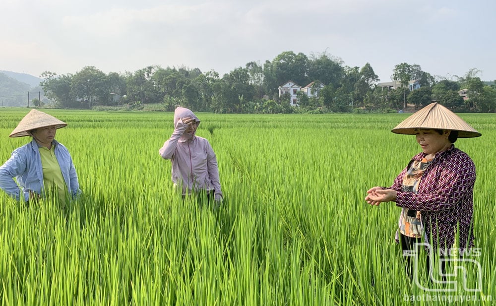 Tại mỗi thửa ruộng, nông dân để mương nước theo đúng phương pháp ướt - khô xen kẽ, áp dụng tổng hợp các biện pháp canh tác lúa cải tiến.