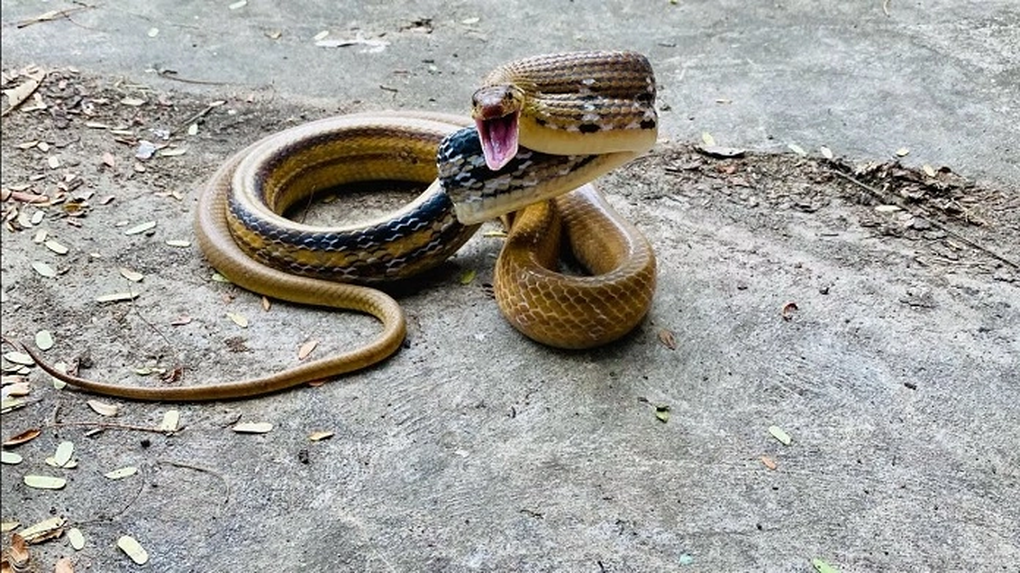 Momento de infarto: Una serpiente feroz ataca continuamente a una mujer de 96 años - 2