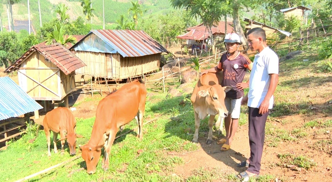 Giấc mơ thoát nghèo của người dân vùng cao Quảng Ngãi ảnh 2