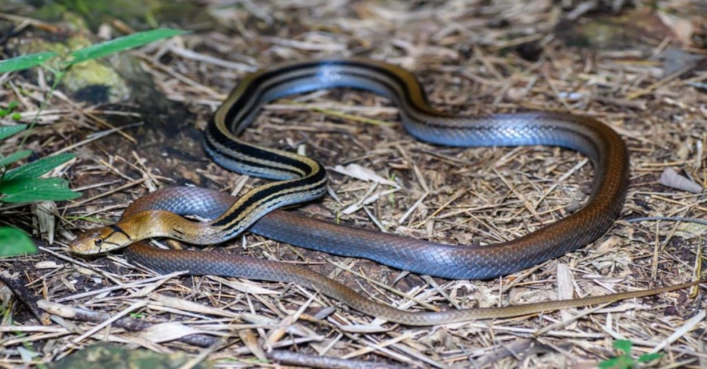 Momento de infarto: Una serpiente feroz ataca continuamente a una mujer de 96 años - 1
