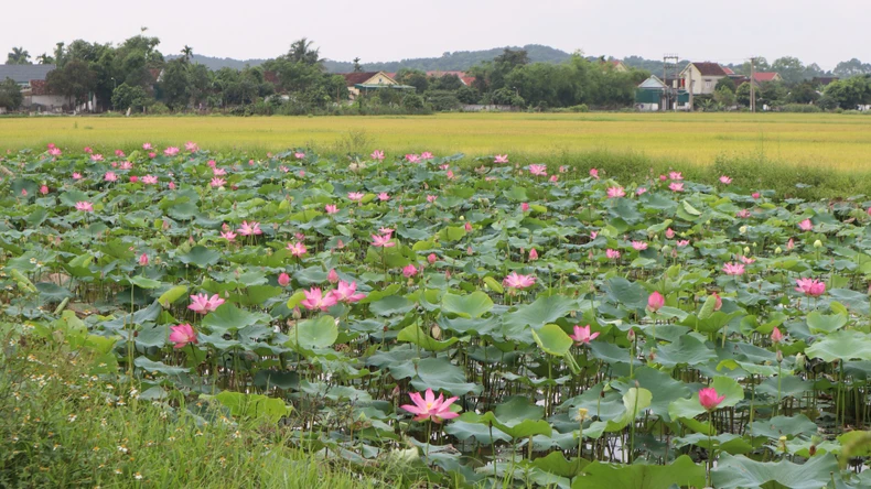 [ภาพ] ดอกบัวบานในบ้านเกิดประธานาธิบดีโฮจิมินห์ เดือนพฤษภาคม ภาพที่ 4