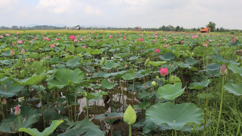 [ภาพ] ดอกบัวบานในบ้านเกิดประธานาธิบดีโฮจิมินห์ เดือนพฤษภาคม ภาพที่ 9