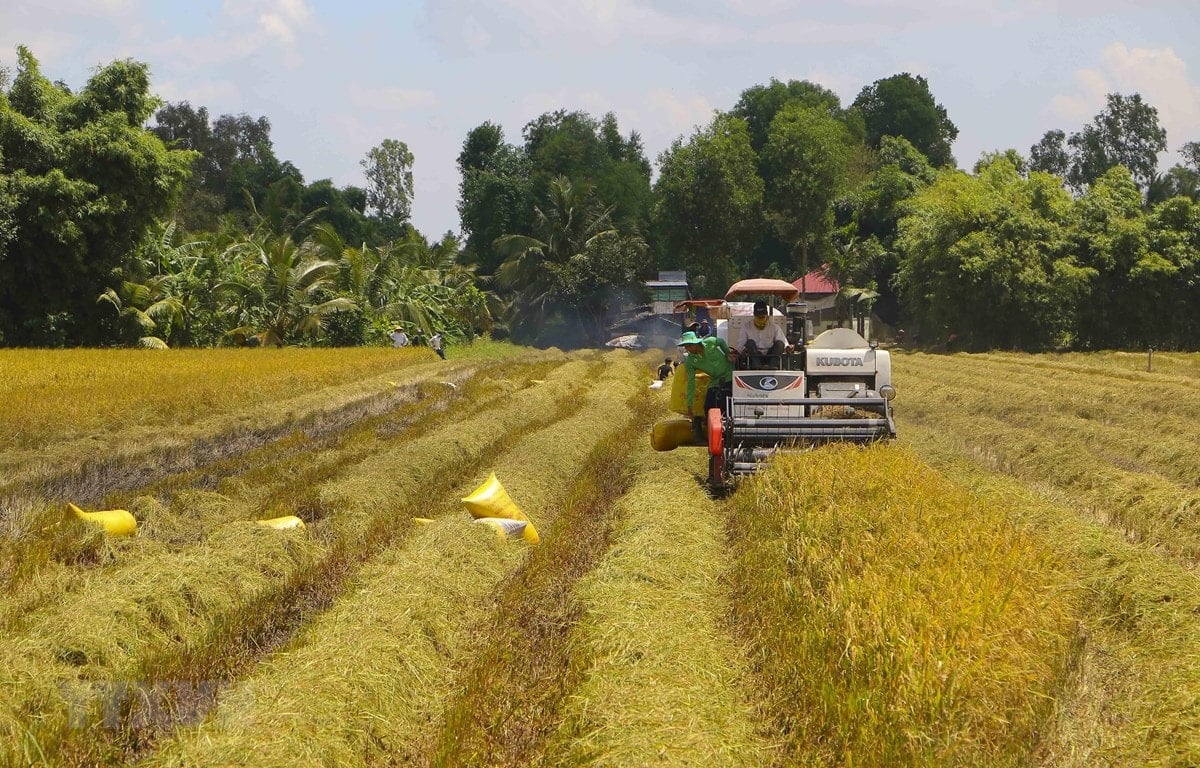 Giá lúa gạo hôm nay 15/5/2025: Giá gạo, giá cám tăng vọt