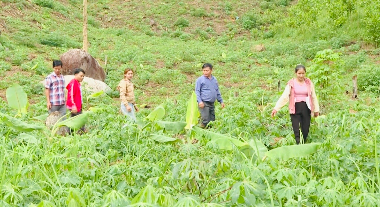 Giấc mơ thoát nghèo của người dân vùng cao Quảng Ngãi ảnh 4