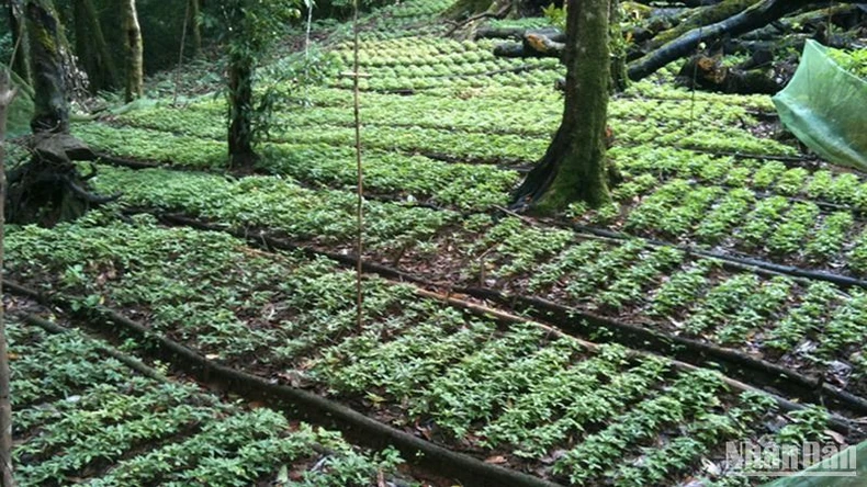 Tri thức dân gian về sâm Ngọc Linh Quảng Nam được đưa vào Danh mục di sản văn hóa phi vật thể quốc gia ảnh 1