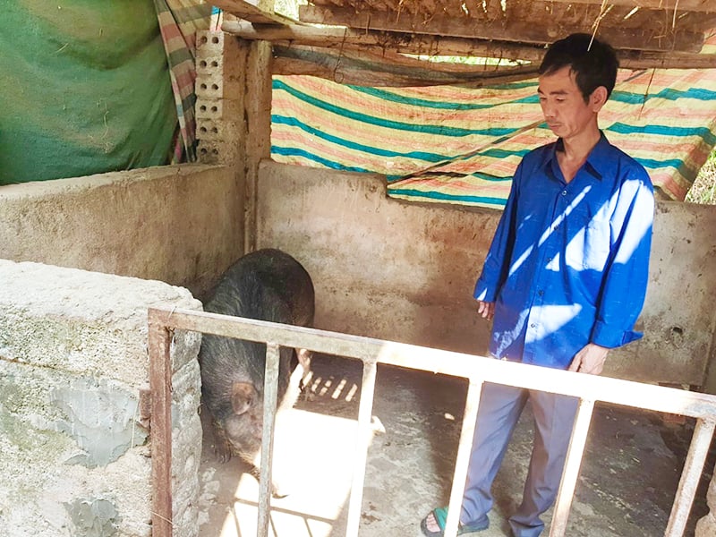 Được hỗ trợ nguồn vốn, anh Trần Đức Dương đầu tư phát triển chăn nuôi, nâng cao thu nhập, ổn định cuộc sống gia đình.