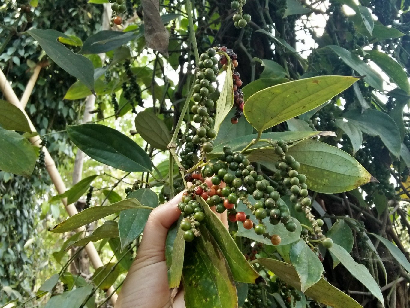 Giá tiêu hôm nay 15/5/2025: Tiếp tục giữ giá cao