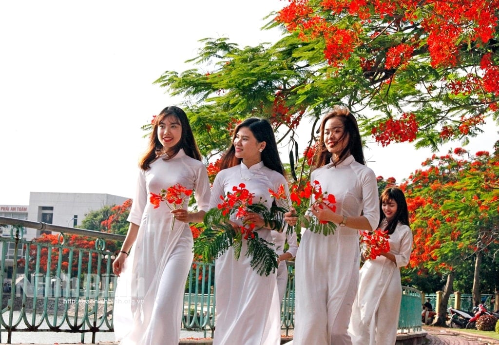 hoa-phuong.jpg