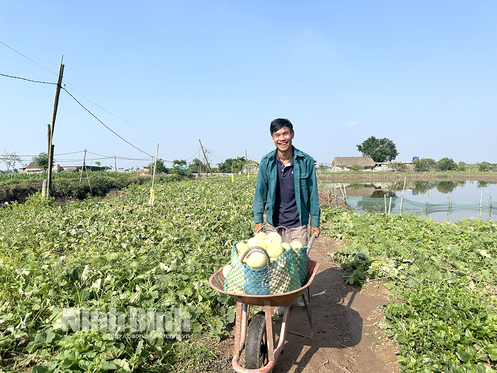 ភាពសប្បាយរីករាយនៃការប្រមូលផលល្អ និងតម្លៃល្អសម្រាប់កសិករ Melon នៅឃុំគឹមទ្រុង។