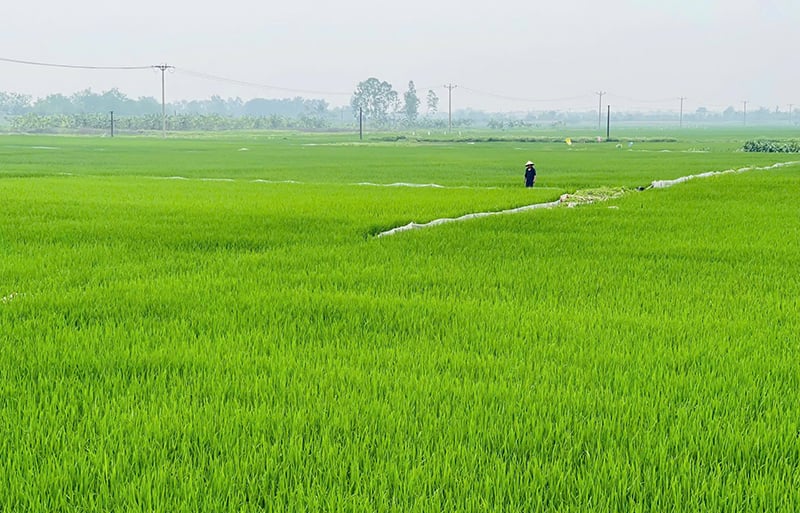 Xanh lại đồng hoang