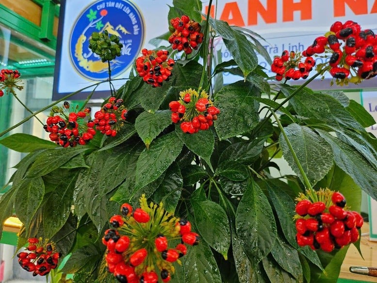 Hoa sâm Ngọc Linh - Ảnh: VGP/Nhật Anh
