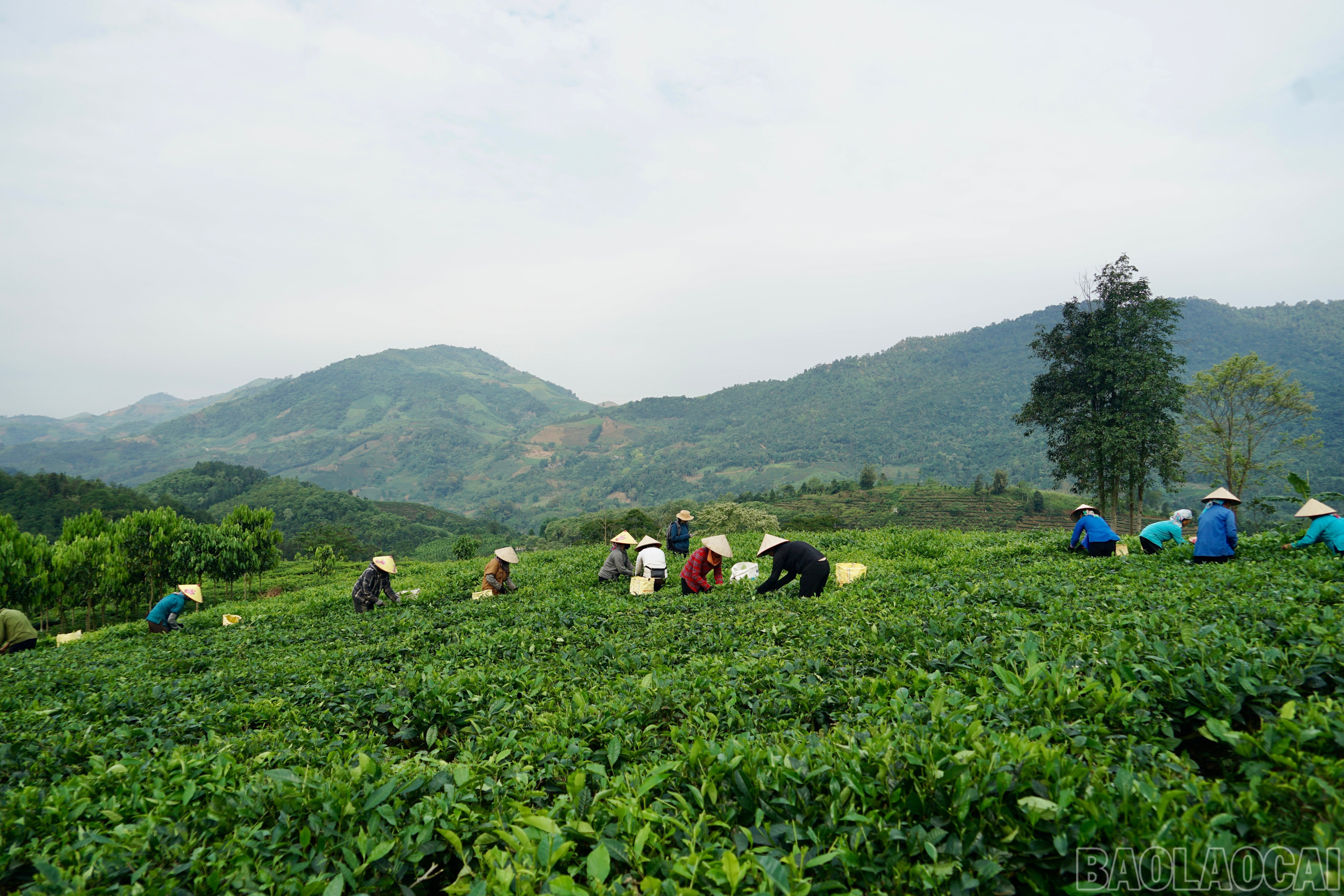 baolaocai-br_img-8345.jpg