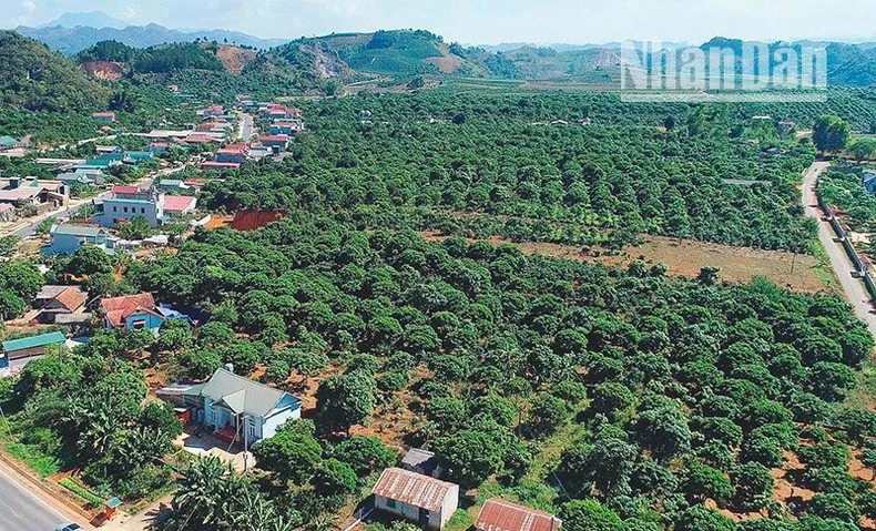 Sơn La tổng kết 10 năm trồng cây ăn quả trên đất dốc ảnh 1