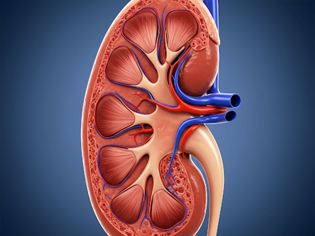 40 歳からこれを実践すると腎臓病の進行を予防できます - 写真 1。