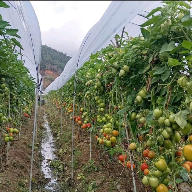 Un niño huérfano gana cientos de millones de dongs cultivando tomates en las colinas de Mu Cang Chai (foto 3)
