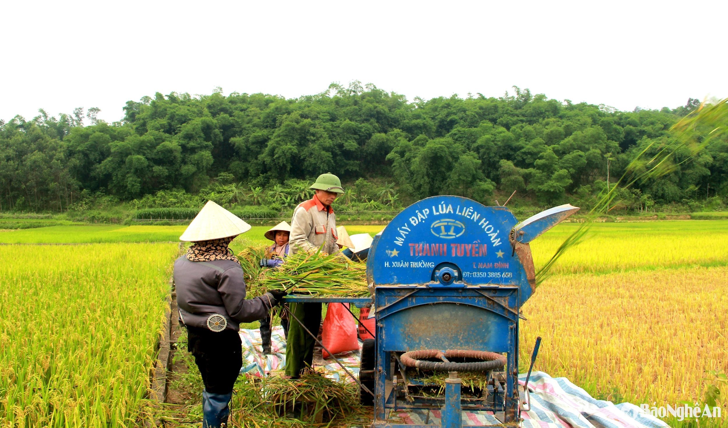 Mrs. Ha Thi Hien's rice in Lang Khe commune has more than 2a(1)