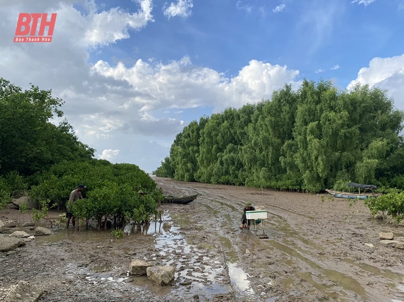 Nghề lú bãi bồi