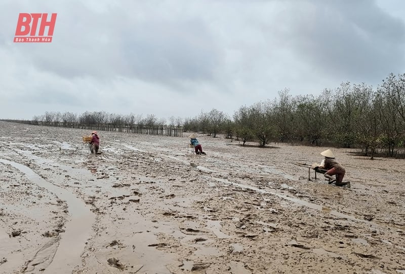 Nghề lú bãi bồi