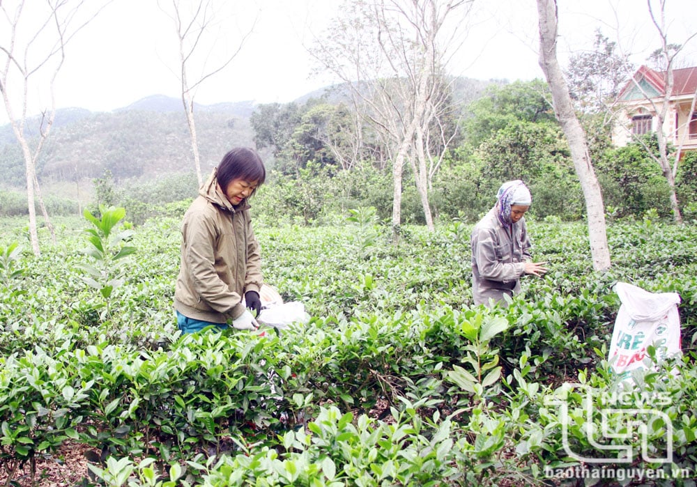 Người dân xã Tràng Xá (Võ Nhai) thu hái chè.