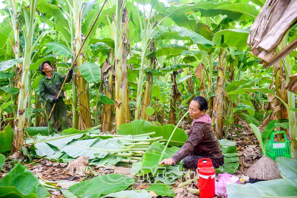 Lá chuối sau khi thu hoạch sẽ được thương lái đến tận nơi thu mua, giá khoảng 5.000 đồng/kg, những lúc hút hàng, giá sẽ cao hơn. 