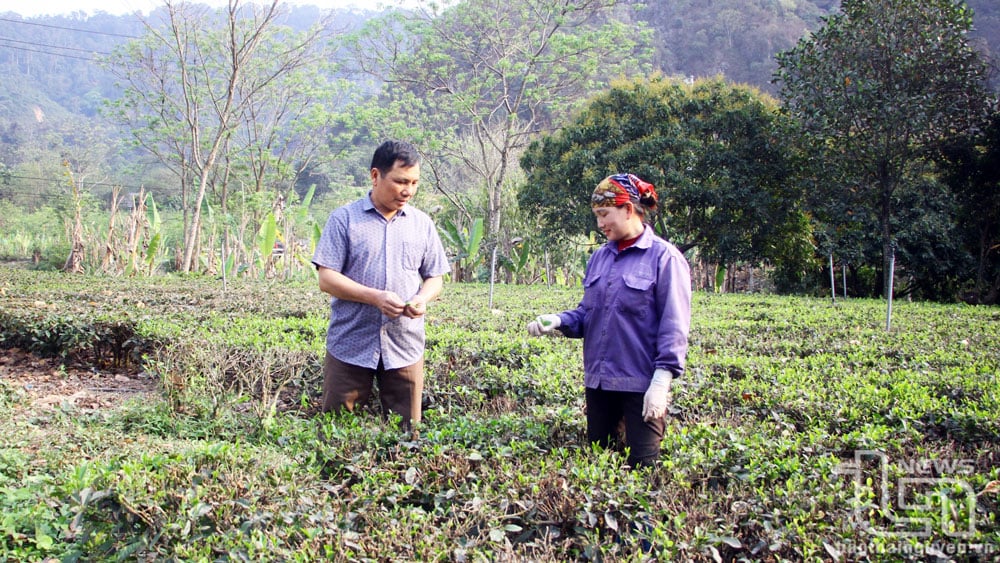 Cán bộ xóm Trúc Mai, xã Lâu Thượng (Võ Nhai) hướng dẫn bà con cách chăm sóc chè đúng cách sau khi đốn và cắt tỉa tán.