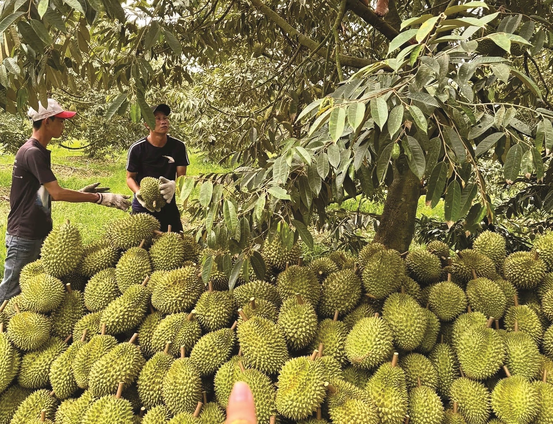 Durian price today 165