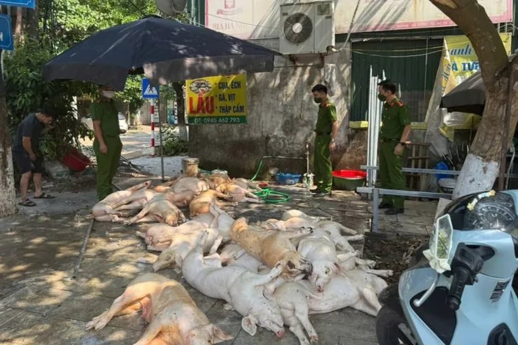 ជ្រូក​ហូរ​ឈាម​មួយ​តោន​ត្រៀម​អាំង​៖ តក់​ស្លុត​ដោយ​អន្ទាក់​ពុល​ក្ដៅ​ក្រហាយ - ១