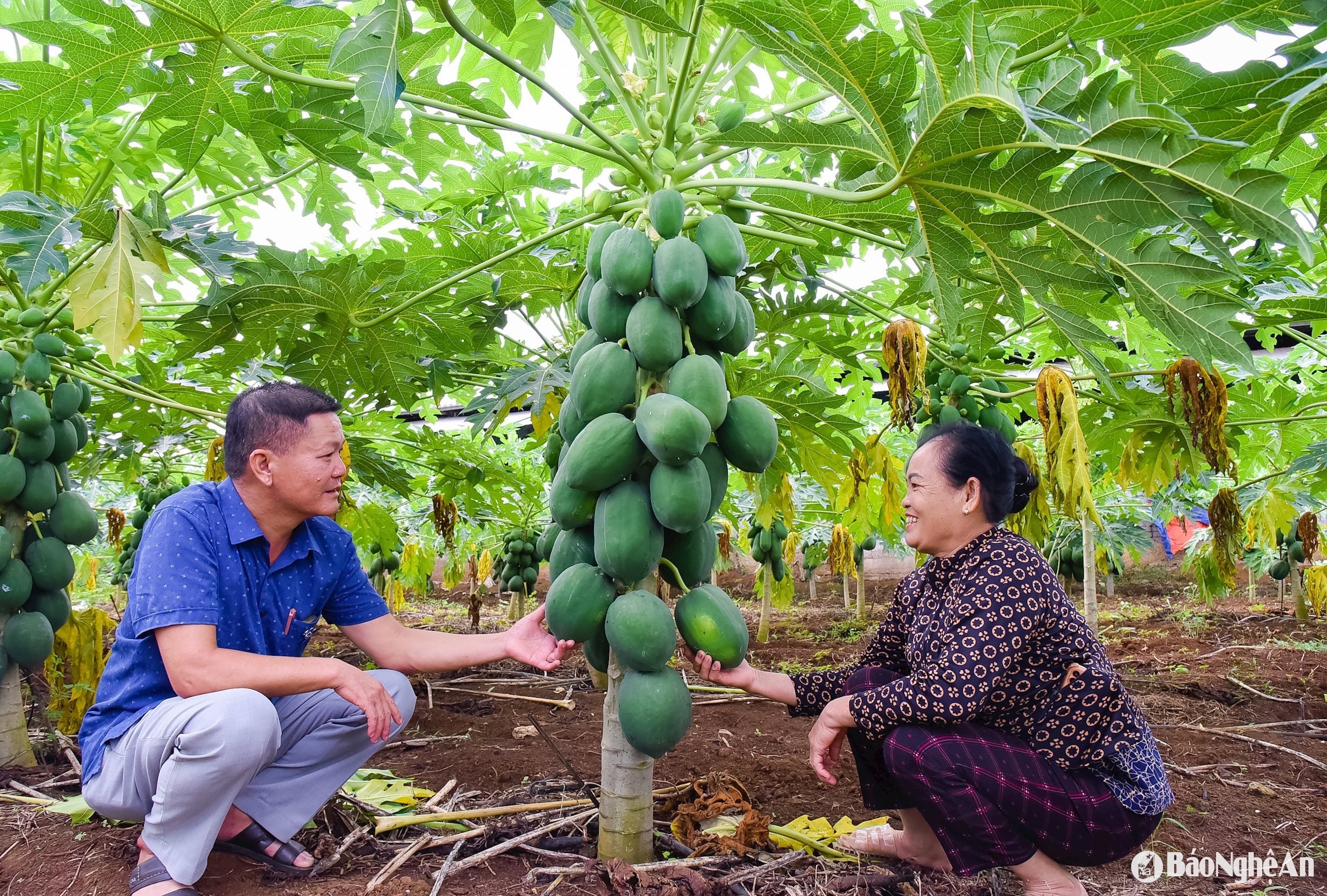 ថៃ ហូហា ឌូ ភី