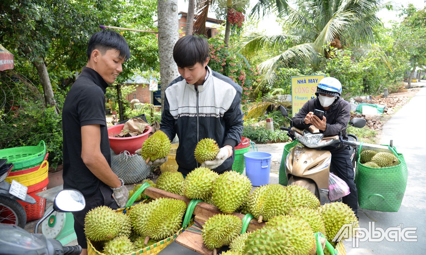 Một vựa sầu riêng tại xã Tam Bình đang thu mua sầu riêng của nhà vườn.