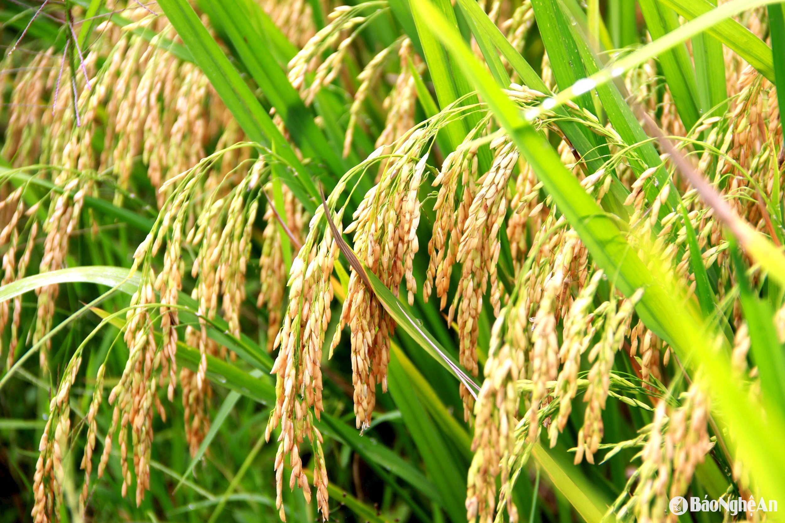 This spring crop, according to our records in the fields of Do Luong district and other districts such as Thanh Chuong, Yen Thanh, Anh Son, Dien Chau, Quynh Luu... besides some areas with reduced productivity, the rest still have a good harvest, large flowers, and firm seeds. Photo: Quang A