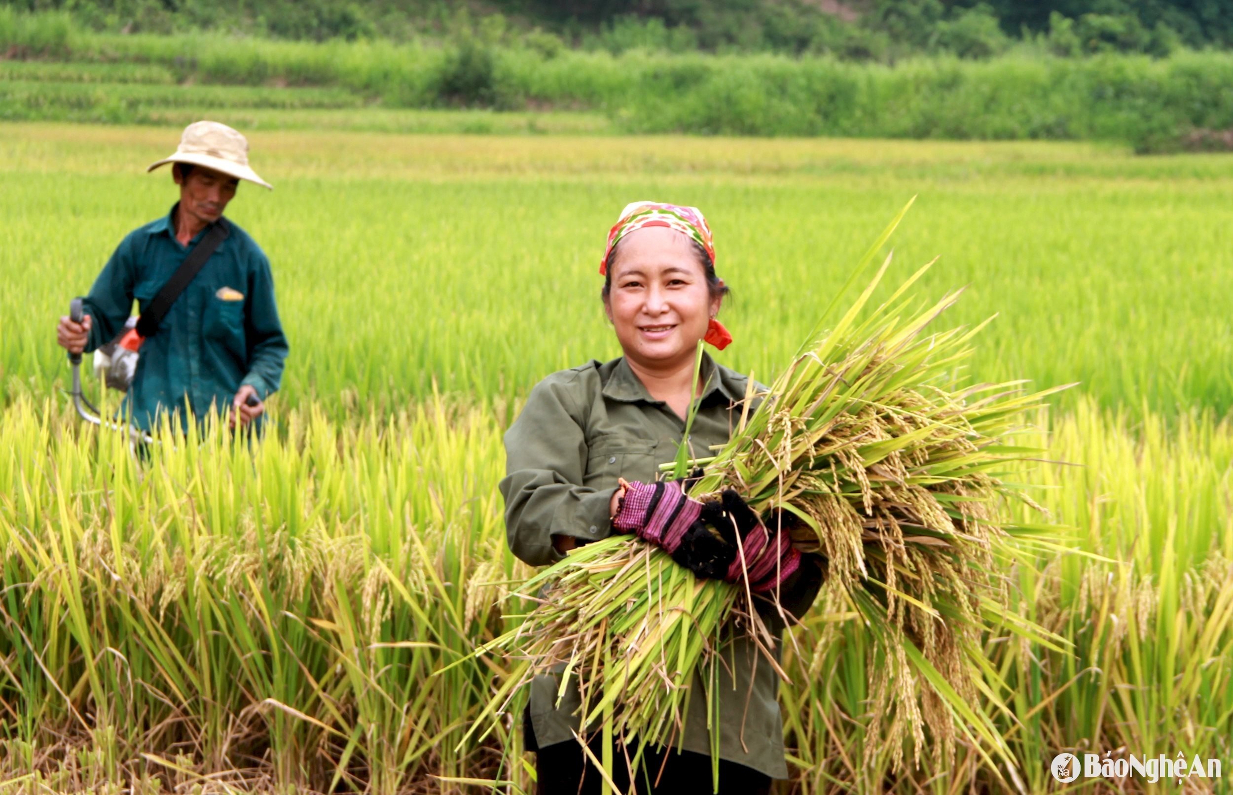 Mrs. Vi Thi My Hanh's rice, Boong village, Lang Khe commune, Con Cuong has 5a(1)