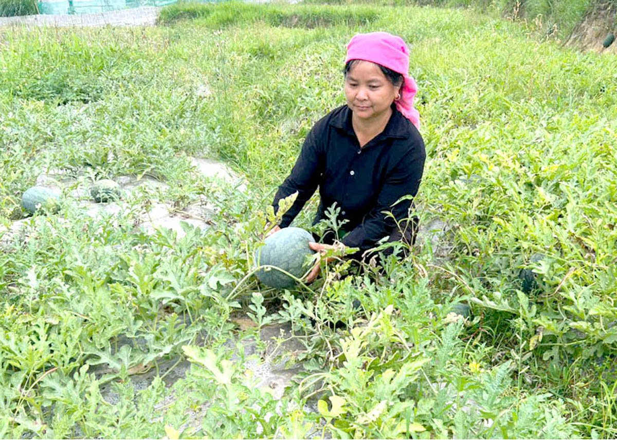 Dưa hấu được mùa, nông dân phấn khởi thu hoạch.
