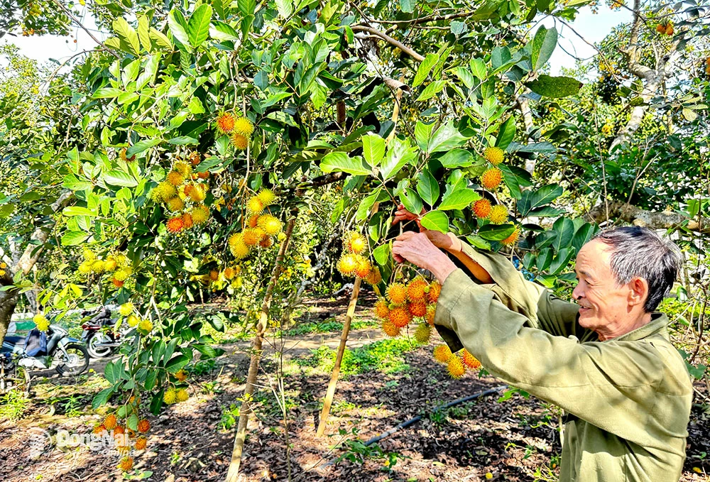 Thu hoạch chôm chôm sớm tại xã Bàu Hàm 2, huyện Thống Nhất. Ảnh: B.Nguyên