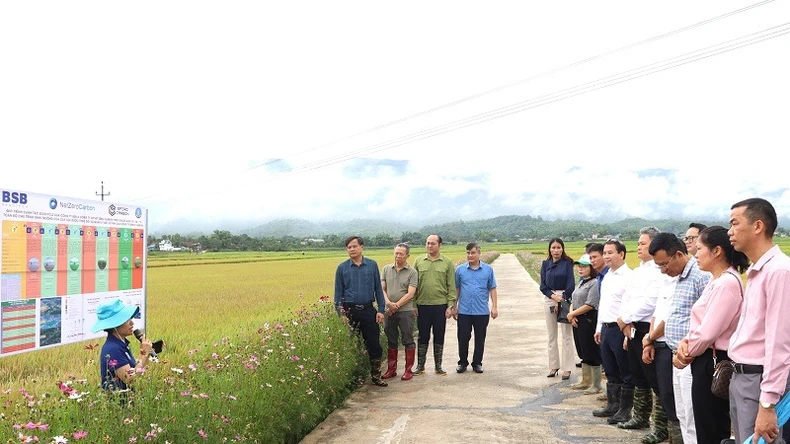 Mô hình canh tác lúa thông minh giảm phát thải khí nhà kính tại Điện Biên đem lại "lợi ích kép" ảnh 1