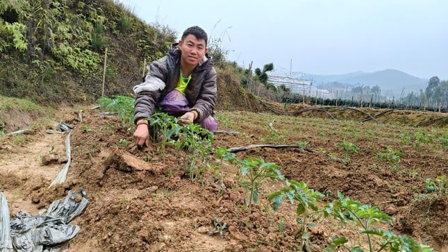Un niño huérfano gana cientos de millones de dongs cultivando tomates en las colinas de Mu Cang Chai. Foto 1