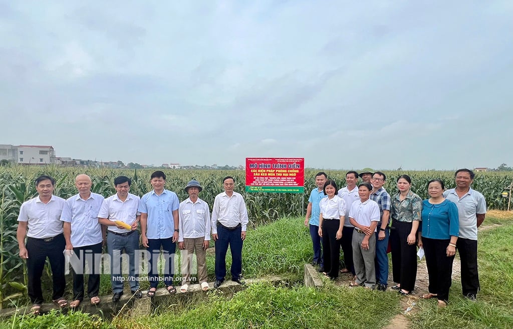 Các đại biểu tham quan mô hình trình diễn áp dụng các biện pháp phòng trừ sâu keo mùa thu hại ngô tại cánh đồng của HTX Khương Bình, xã Yên Phong, huyện Yên Mô.