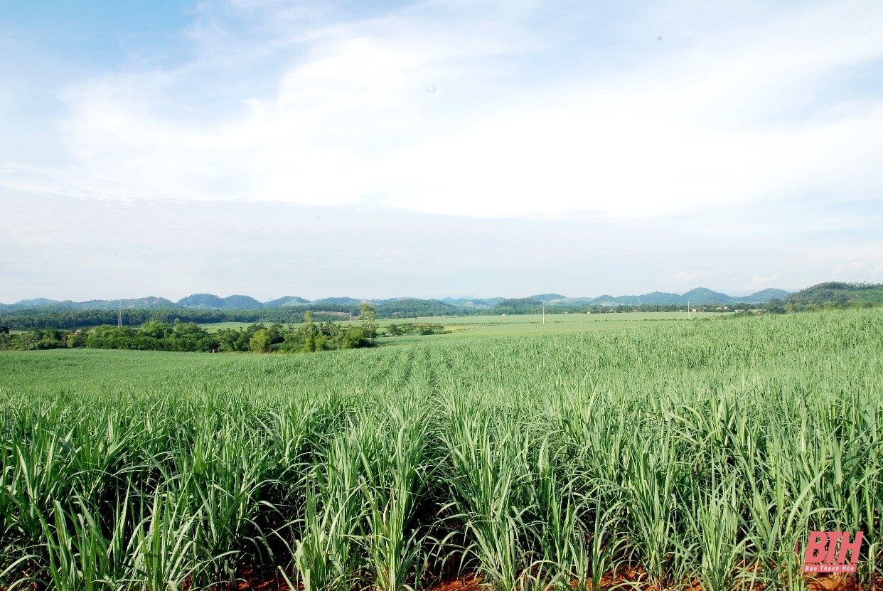 Vùng mía Lam Sơn tăng tốc “gặt tín chỉ carbon” 