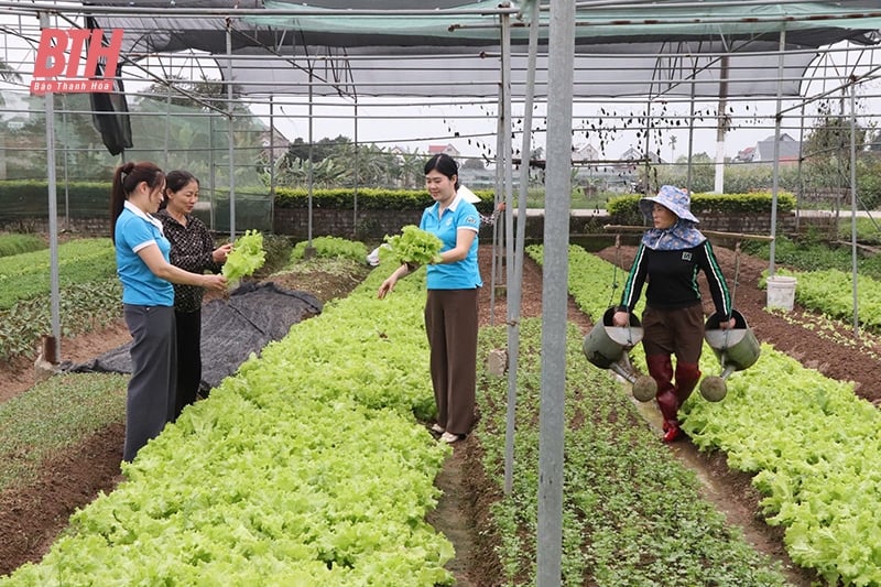 Hiệu quả mô hình HTX liên kết tiêu thụ sản phẩm nông nghiệp